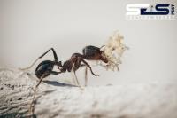 SES Pest Control Sydney image 1